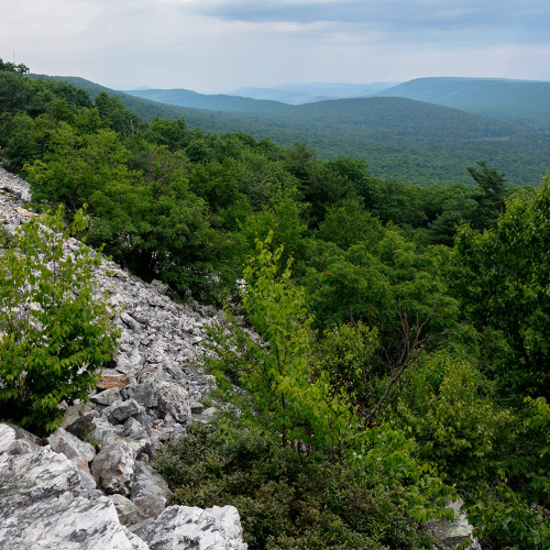 rothrock state forest mountain biking